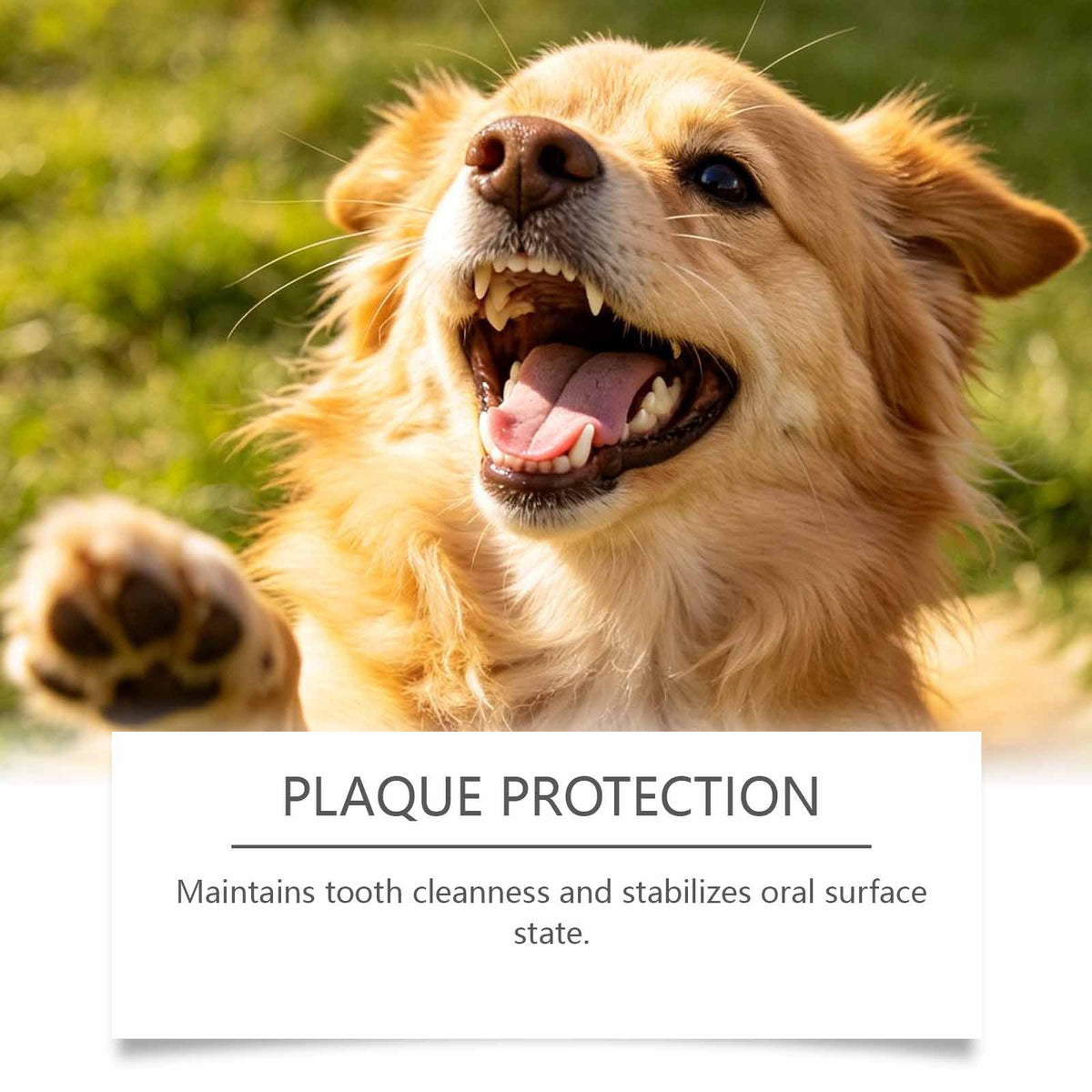 happy dog showcasing gentle pet oral care spraygentle pet oral care spray for plaque protection and fresh breath.